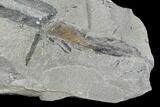 Pennsylvanian Fossil Horsetail (Annularia) Plate - Kentucky #176775-2